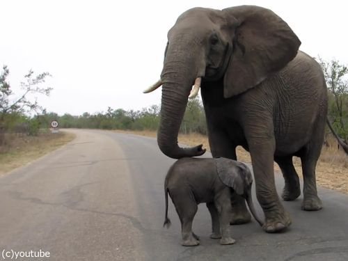 赤ちゃんゾウを守る母親ゾウ08