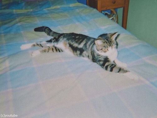 13年後に発見された猫00