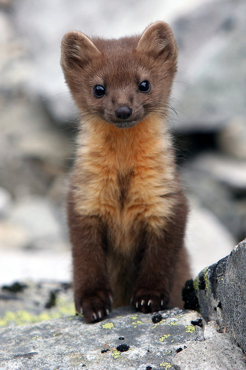 みんな恐ろしくかわいいっ いろんな動物の赤ちゃんたち 写真いろいろ らばq