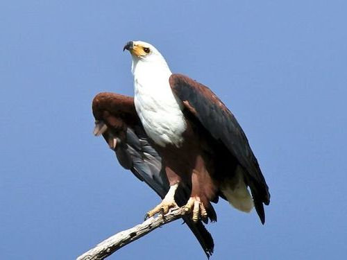 サンショクウミワシ02