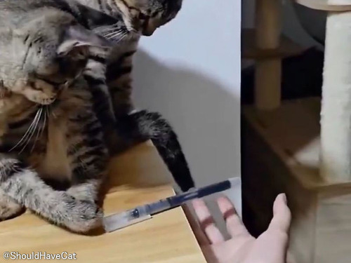 「机からペンを落とそうとする猫 vs 防ごうとする人間」→猫の賢さが上回る