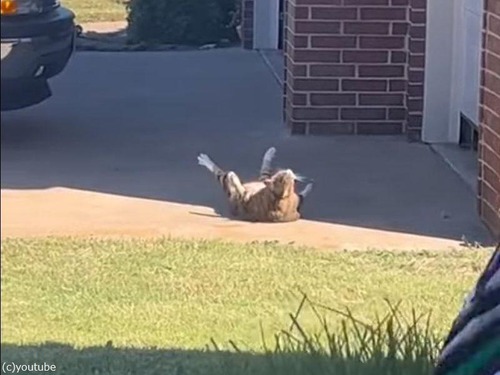 日向ぼっこする猫「太った体にもメリットはある…」