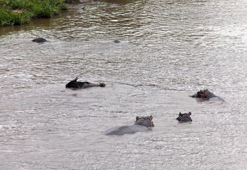 ヌーを助けるカバ07