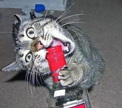 ハッピバースデーな猫10