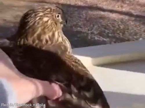 「家に入り込んだタカを、女性が片手で捕獲して逃がしてあげる…」恐怖の表情を浮かべるタカ