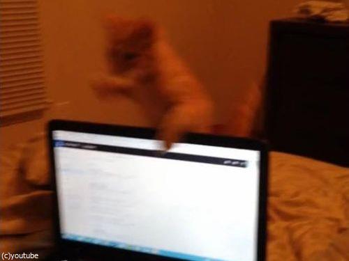 ノートパソコンと子猫03