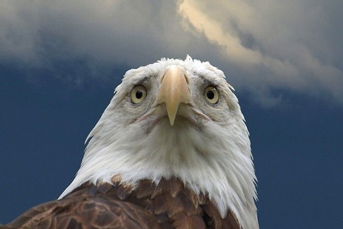 ハクトウワシ04