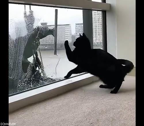 猫と窓掃除人が出会ったら02