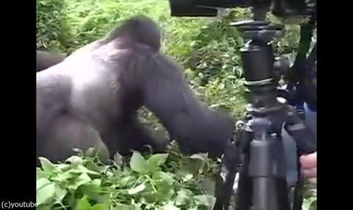 ゴリラの撮影02