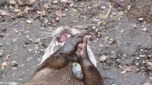 カワウソがこんなに器用だって知ってる 小さな手で石遊び 動画 らばq カワウソがこんなに器用だって知ってる 小さな手で石遊び 動画 らばq