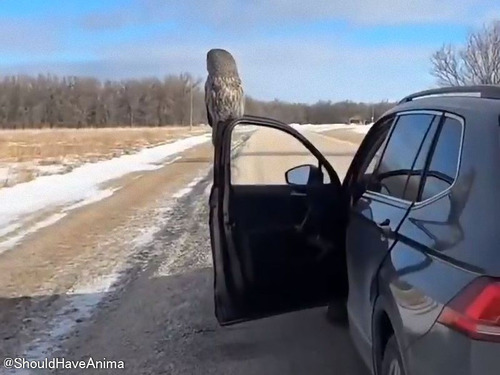 車を降りたらドアに立派な野生のフクロウが止まった…目が合った瞬間