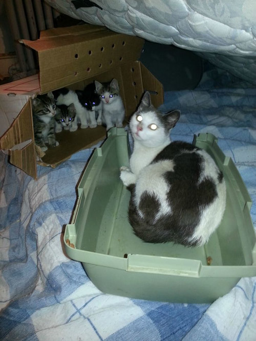 野良猫が子猫08