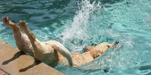 プールで遊び倒した後の犬09