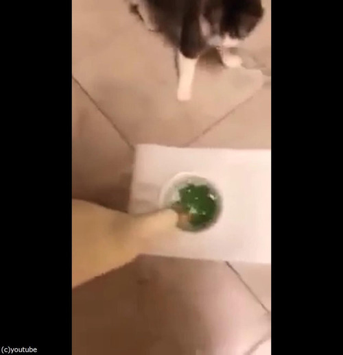 アヒルの食べる速度02