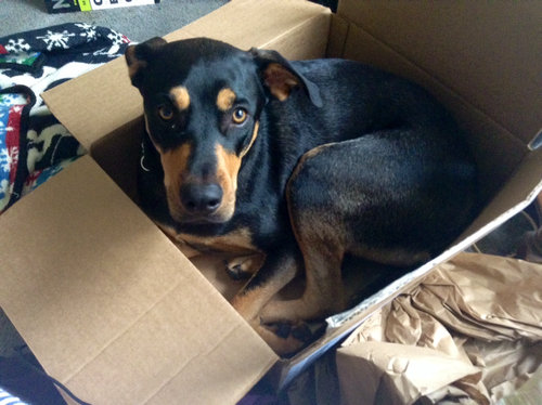 うちの中にフクロウが入ってきたのかと思った04