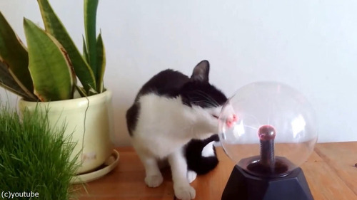 �ץ饺�ޥܡ��뤬���ˤʤ�ǭ02