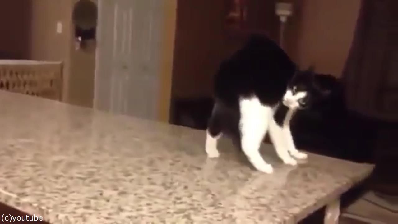 この猫に 何が起きてるの 呼んだらおかしな歩き方を始めた 動画 らばq