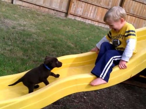 すべり台と子犬01