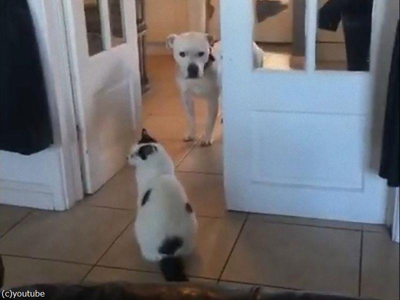 犬 と 通っていいですか 猫 ならぬっ 動画 らばq