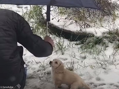 犬を飼うつもりがなかった男性が…雪の日に心変わりする（動画）