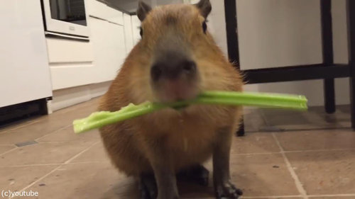 セロリをおいしそうに食べるカピバラ01