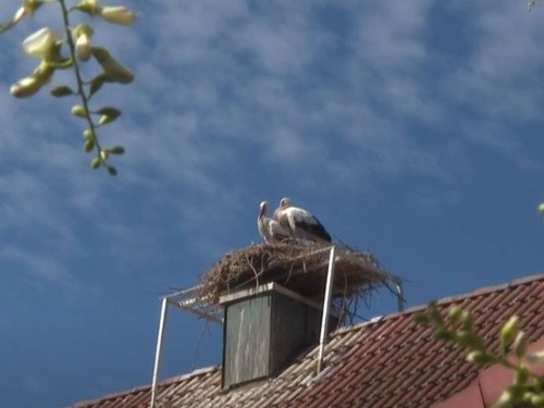 コウノトリが巣を作ったのでビールの醸造中止01