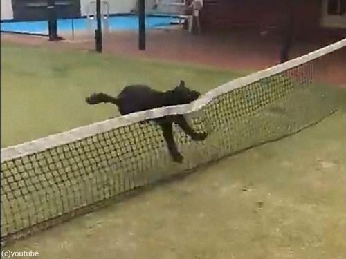 テニスのネットに引っかかった犬の宙返り01