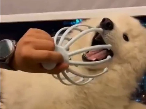 ヘッドマッサージを受ける犬「顔はやめて…でも頭は気持ちいい」