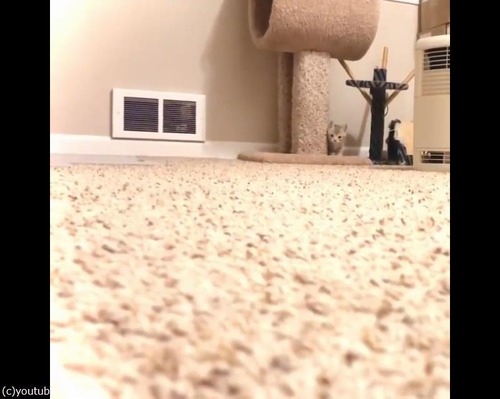 �����ˤ����뤪�����Ť���ǭ01