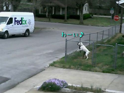 犬「わーい車が戻ってきたー！」00