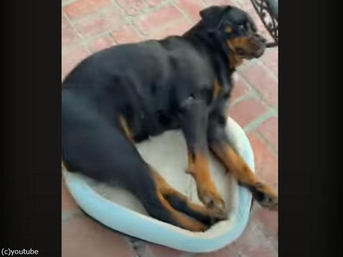 犬「お気に入りの場所だから…」ベッドが小さくなっても気にしない（動画）