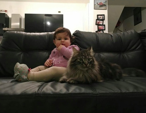 女の子を守る猫11