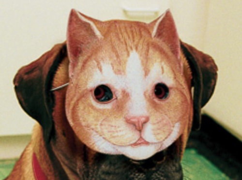 犬に猫マスク26