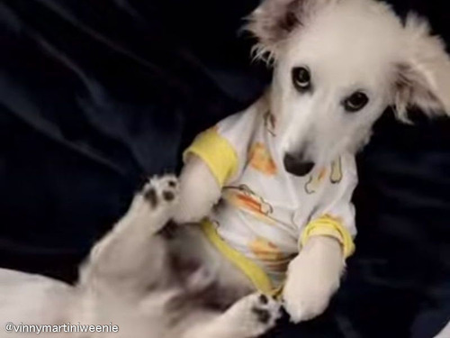 なぜか下半身で「にらめっこ」をする犬（動画）