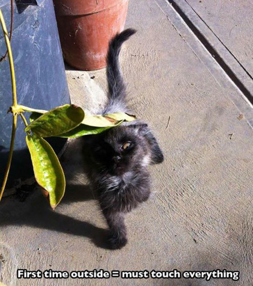 猫の初めての外出04