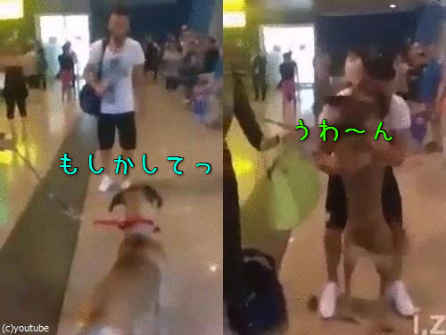 飼い主と3年ぶりに再会した犬00