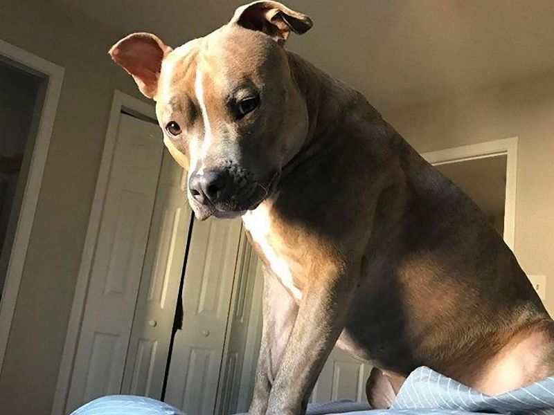 うちの犬は世界一奇妙な寝相だと思う 癖が強すぎるピットブル らばq うちの犬は世界一奇妙な寝相だと思う 癖が強すぎるピットブル らばq