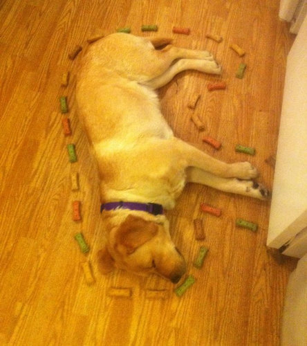 公園で遊んだ犬01