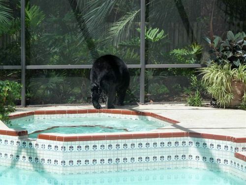 プールに動物19