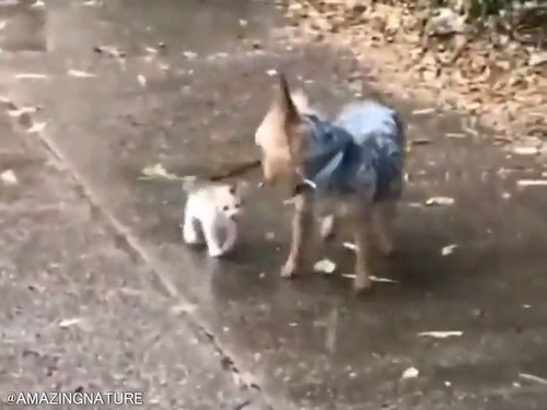 「雨の日に、犬が猫の赤ちゃんを連れ帰ってきた…」