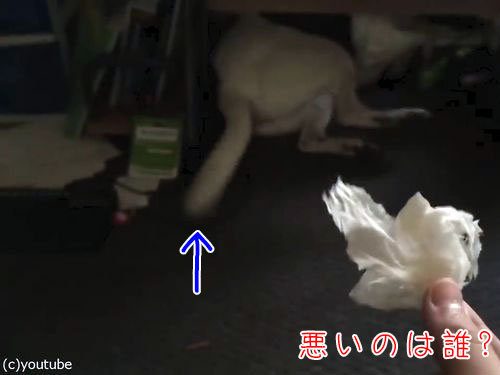 「うちの犬は悪いことをすると…しっぽでわかる」00