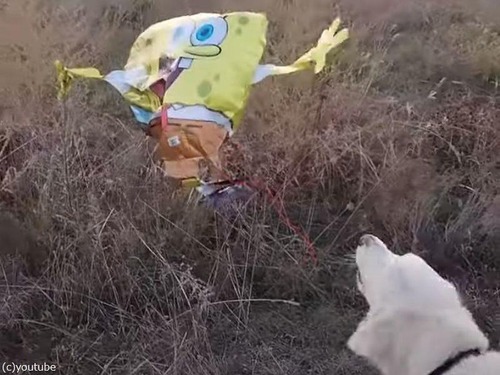 スポンジボブの風船に吠える犬