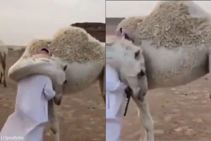 ラクダの強い愛情が話題を呼ぶ 数日ぶりに帰ってきた世話係と再会したとき らばq