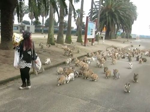 ウサギ100匹に囲まれたら01