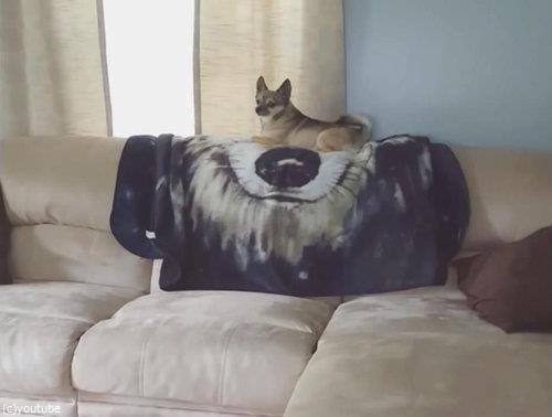 ソファの上の犬が消える02