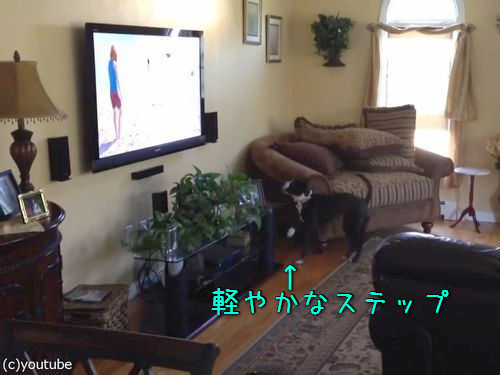 テレビを見て興奮する犬00