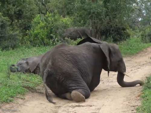 野生のアフリカゾウが泥酔してしまった…自然発酵した果実を食べすぎた2頭の珍シーン