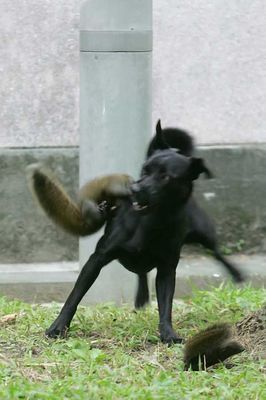 母リスが命を張って子供を助け出す瞬間04