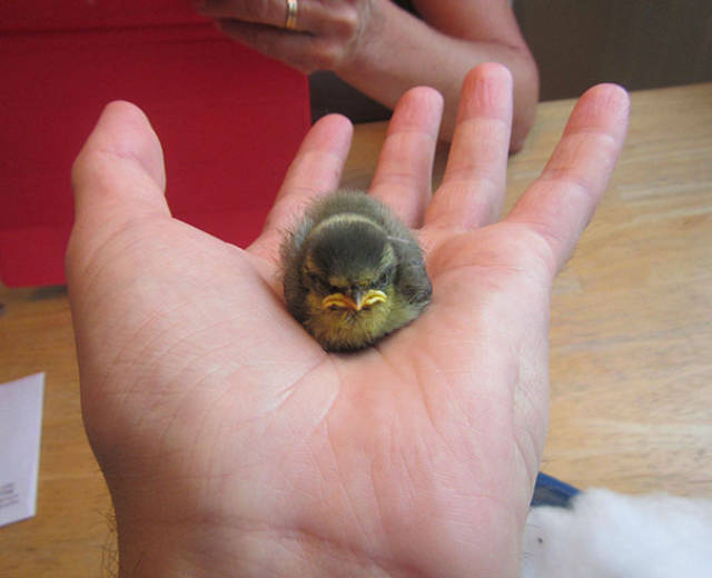 この動物たち 顔は怒ってるのになぜカワイイのだろう キュートな写真いろいろ らばq この動物たち 顔は怒ってるのになぜカワイイのだろう キュートな写真いろいろ らばq