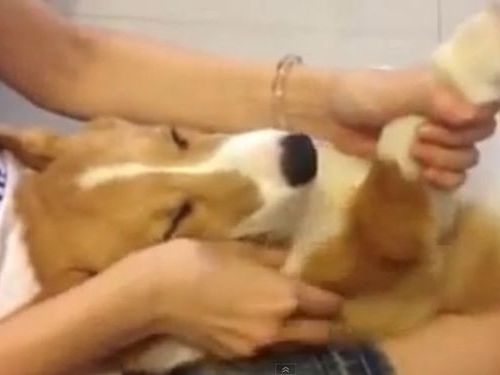 マッサージに癒されるコーギー犬01